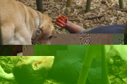    ()